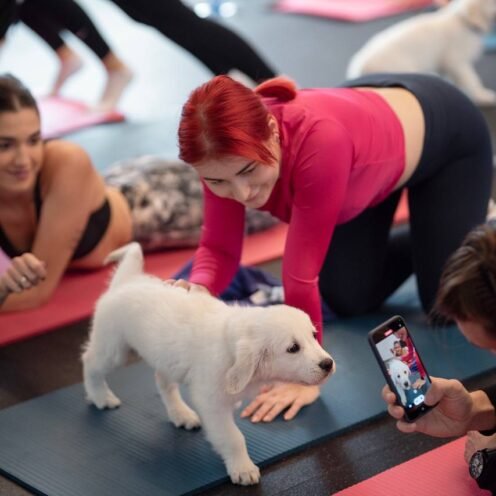 Joga su auksaspalviais retriveriais Kaune
