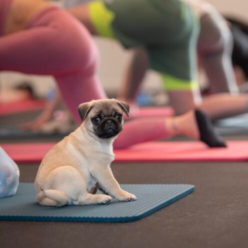 Joga su Mopsais Vilniuje