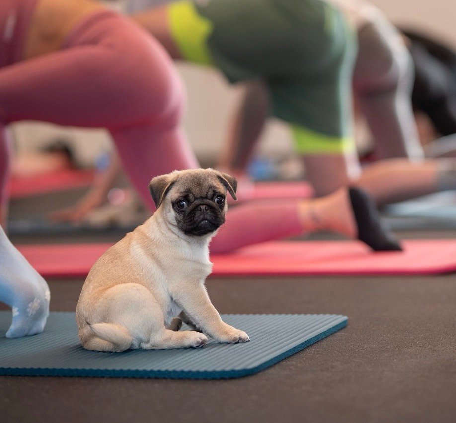Joga su Mopsais Vilniuje