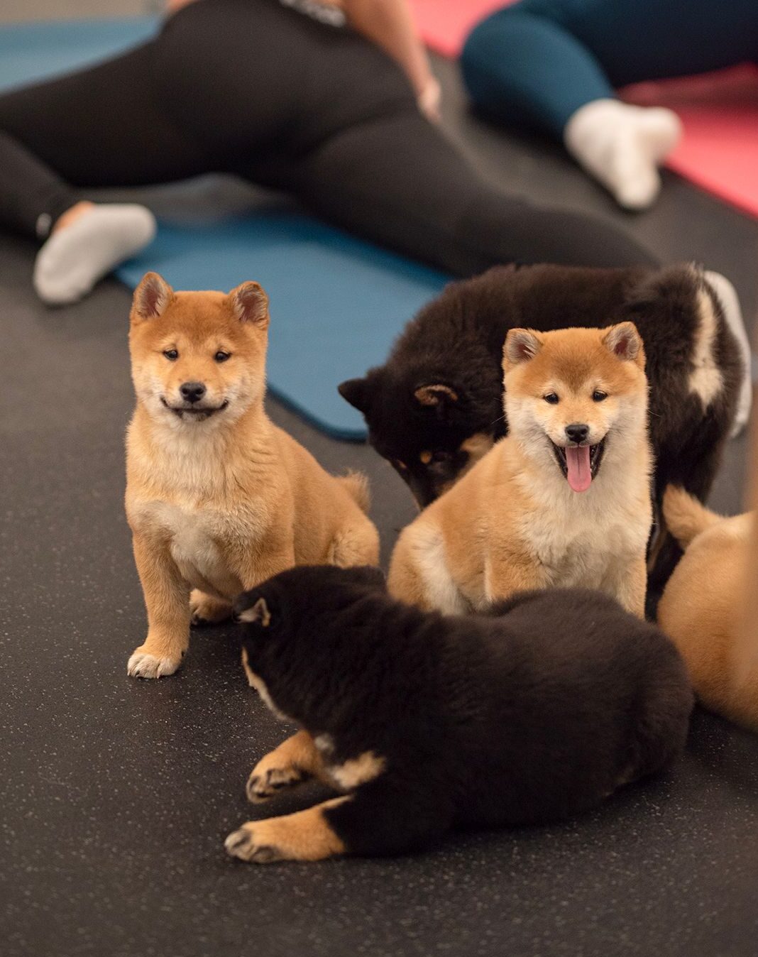 Joga su Shiba inu  šuniukais Kaune