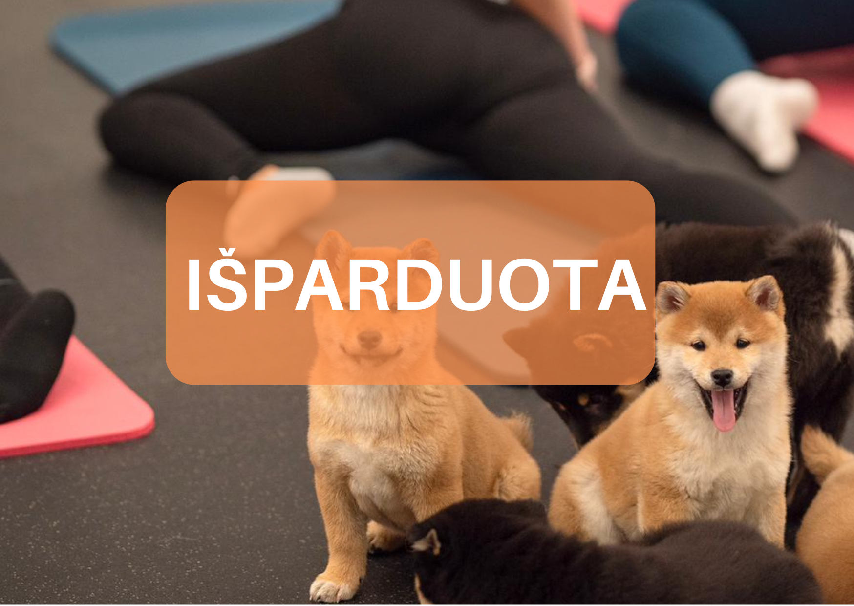 Joga su Shiba inu  Vilniuje lapkričio mėn.