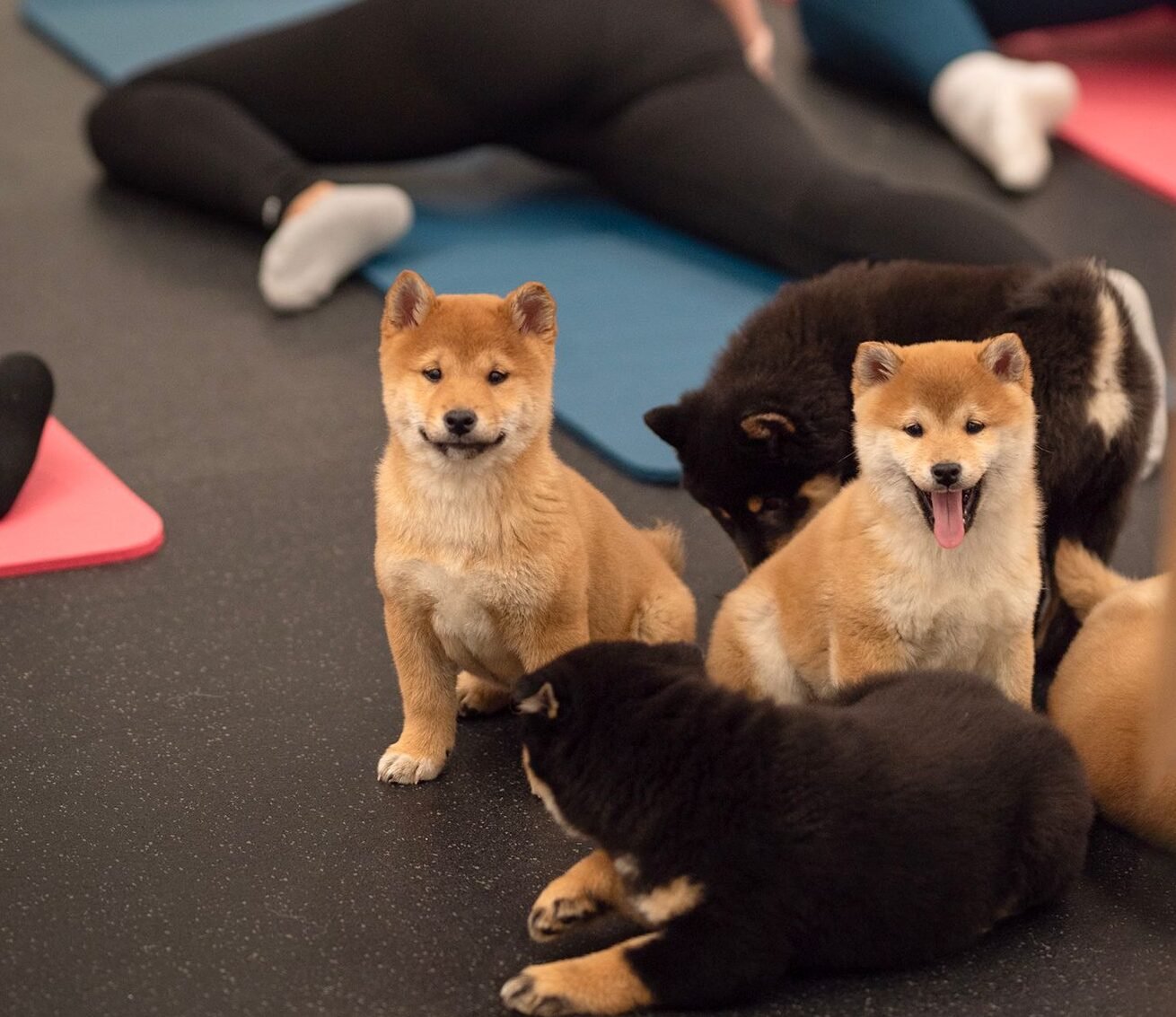 Joga su Shiba inu  Vilniuje