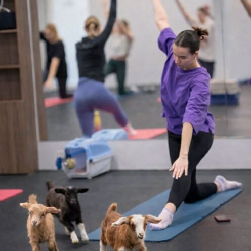 Joga su Ožkytėmis (Ūmedžių g.12A, Vilnius)