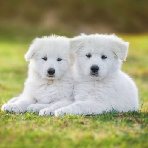 Joga su Ilgaplaukiais Šveicarų aviganiais Kaune