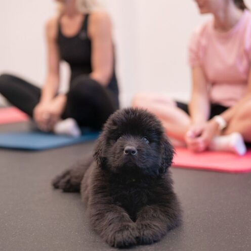 Joga su Niūfaundlendais Vilniuje