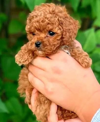 Joga su Toy pudeliais Kaune