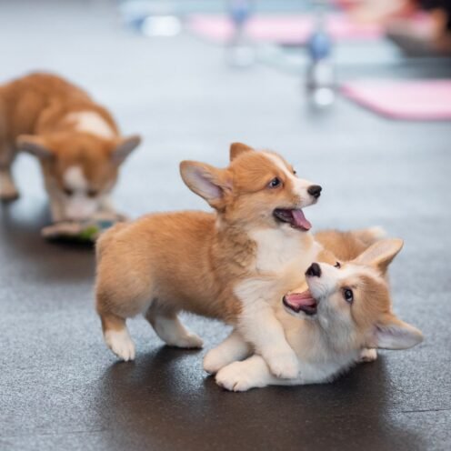 Joga su Korgiais Vilniuje