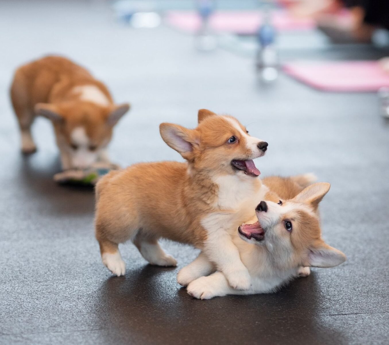 Joga su Korgiais Vilniuje