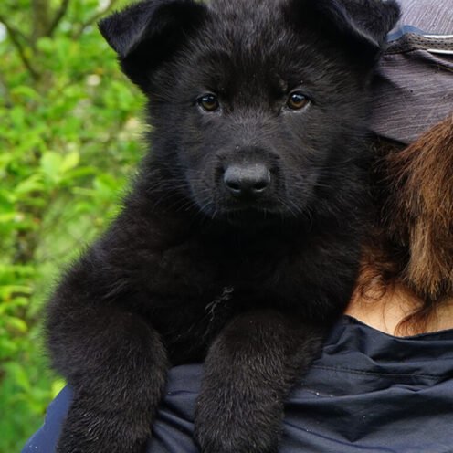 Joga su vokiečių aviganiais Vilniuje