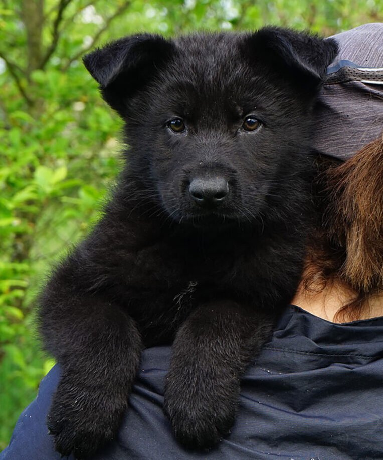 Joga su vokiečių aviganiais Vilniuje