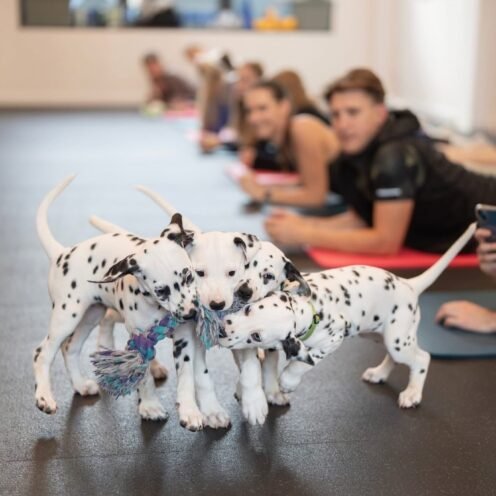 Joga su dalmatinais Vilniuje