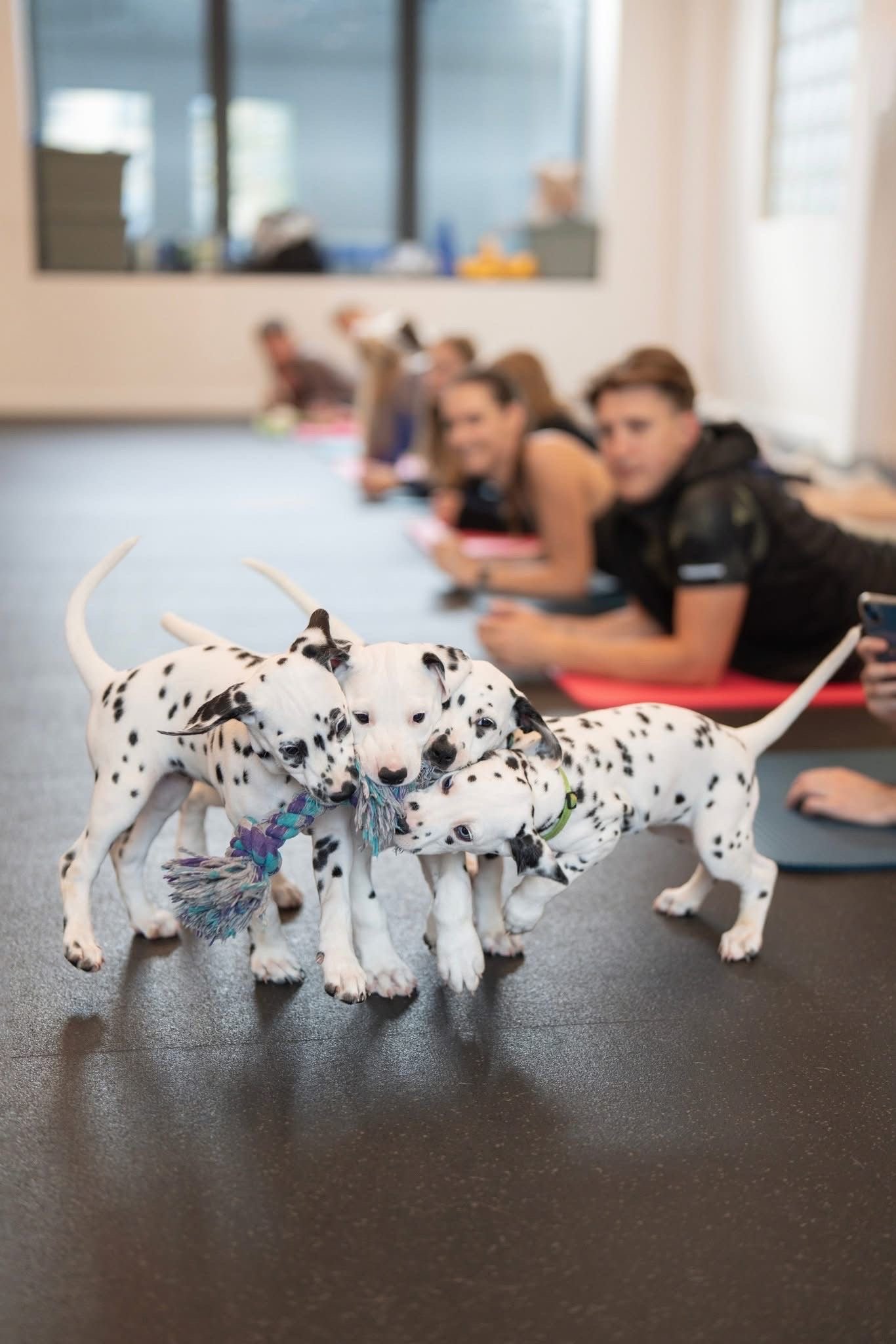 Joga su dalmatinais Vilniuje