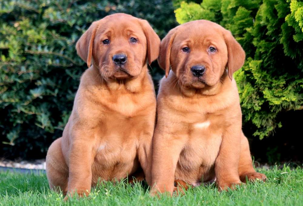 Joga su labradorais Vilniuje