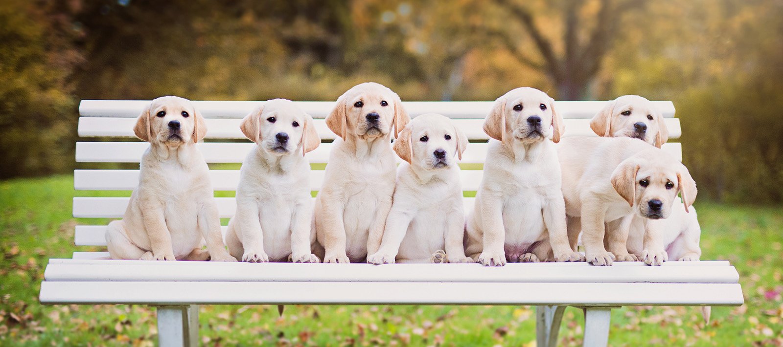 NUOLAIDA Jogai su Labradorais Klaipėdoje