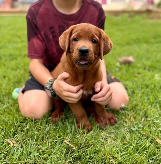 Joga su labradorais Vilniuje