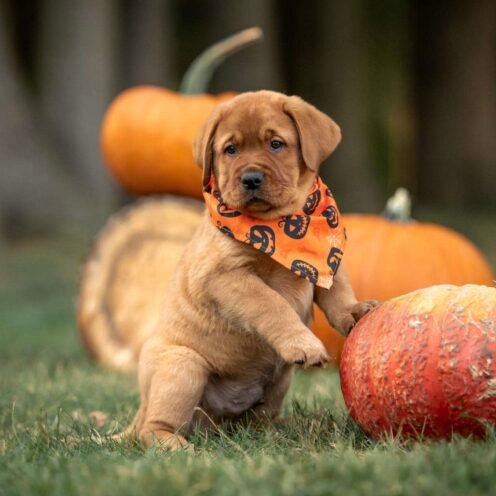 Joga su labradorais Vilniuje