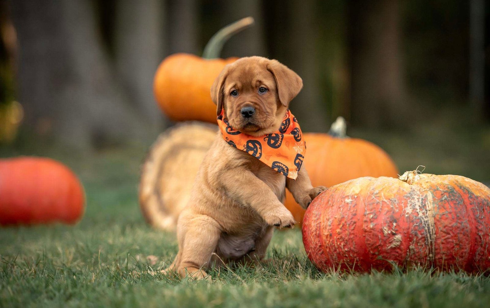 Joga su labradorais Vilniuje