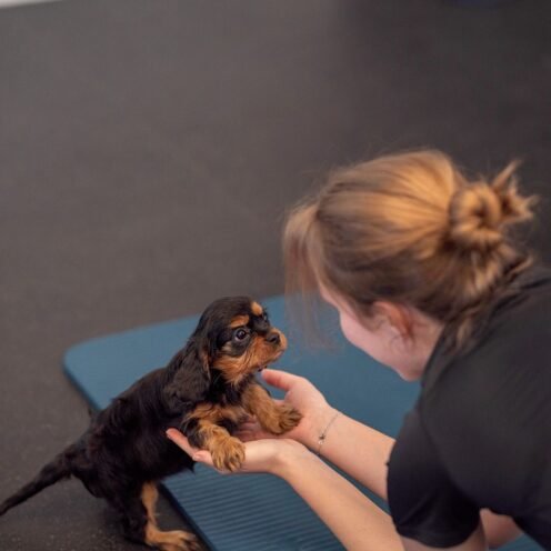 Joga su Kavalieriaus Karolio spanieliais Vilniuje