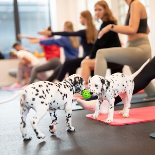 Joga su Dalmatinais Kaune