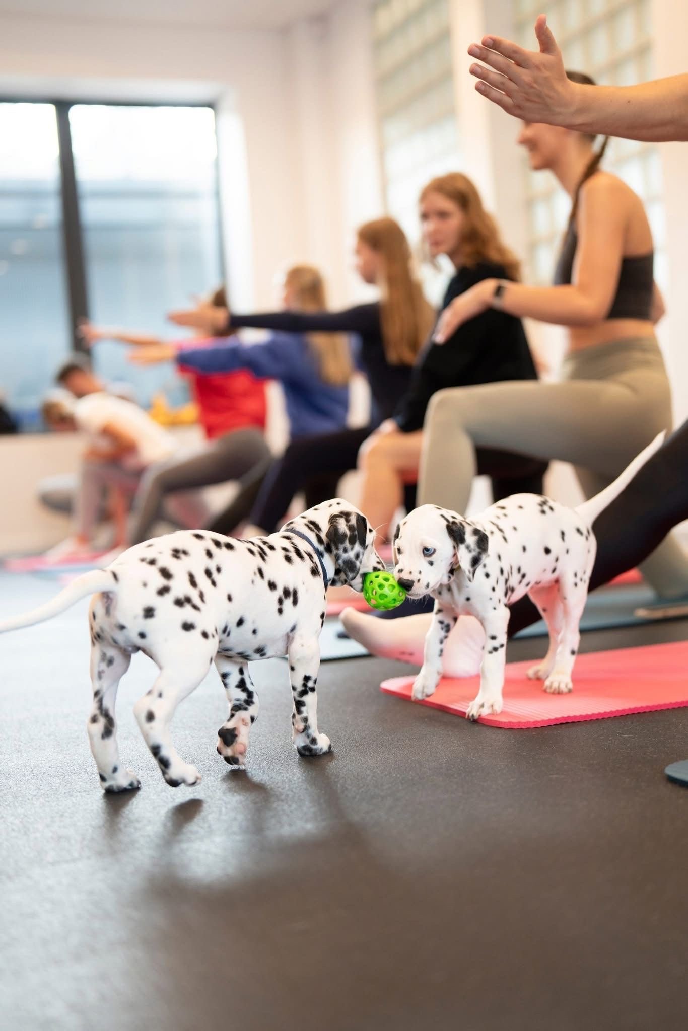 Joga su Dalmatinais Kaune