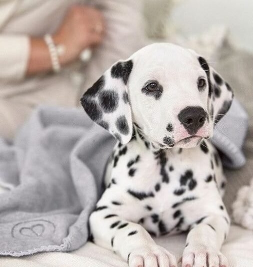 Joga su Dalmatinais Šiauliuose