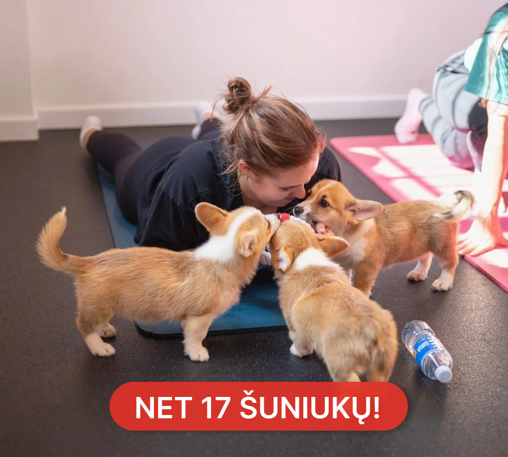 Joga su Korgiais Šiauliuose