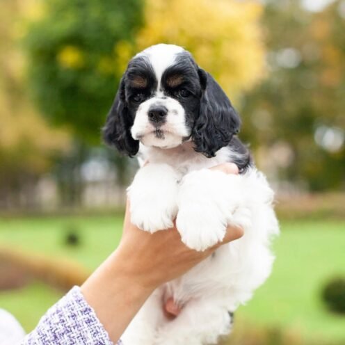 Joga su Amerikiečių kokerspanieliais Vilniuje