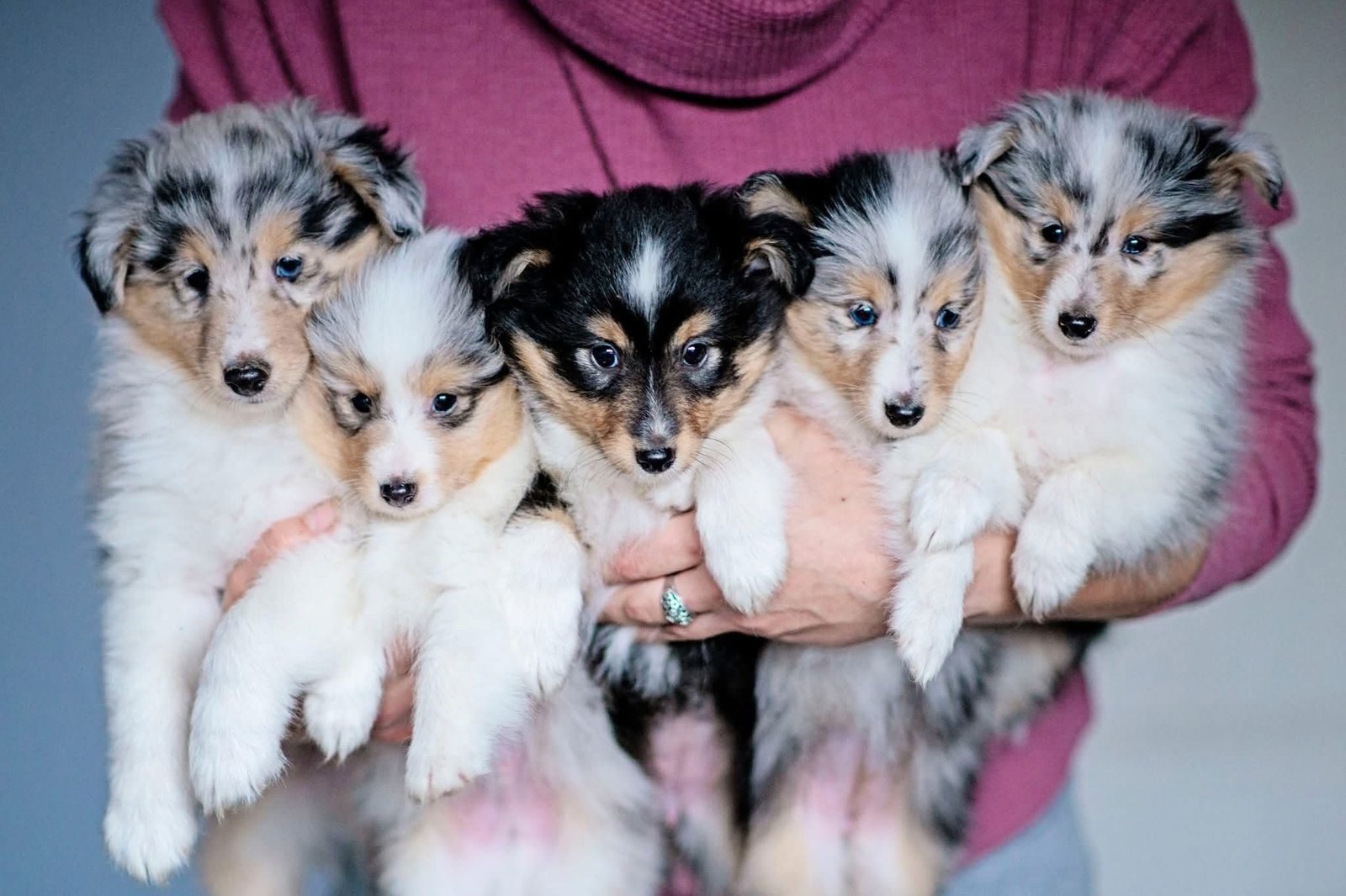 NUOLAIDA Joga su šelčiais Vilniuje