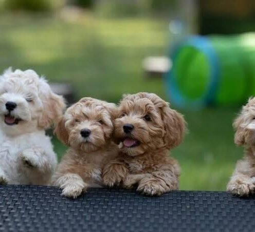 Joga su Havanos bišonais Vilniuje