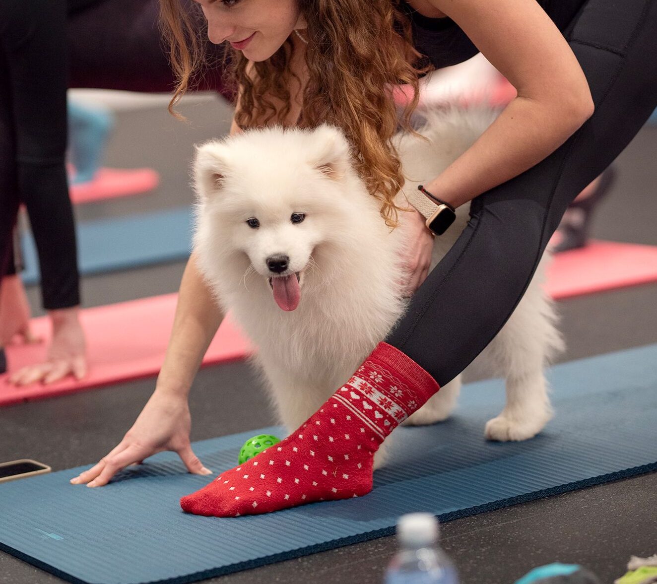 Joga su Samojedais Kaune