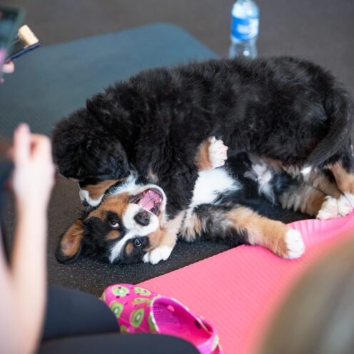 Joga su Berno Zenenhundais Vilniuje