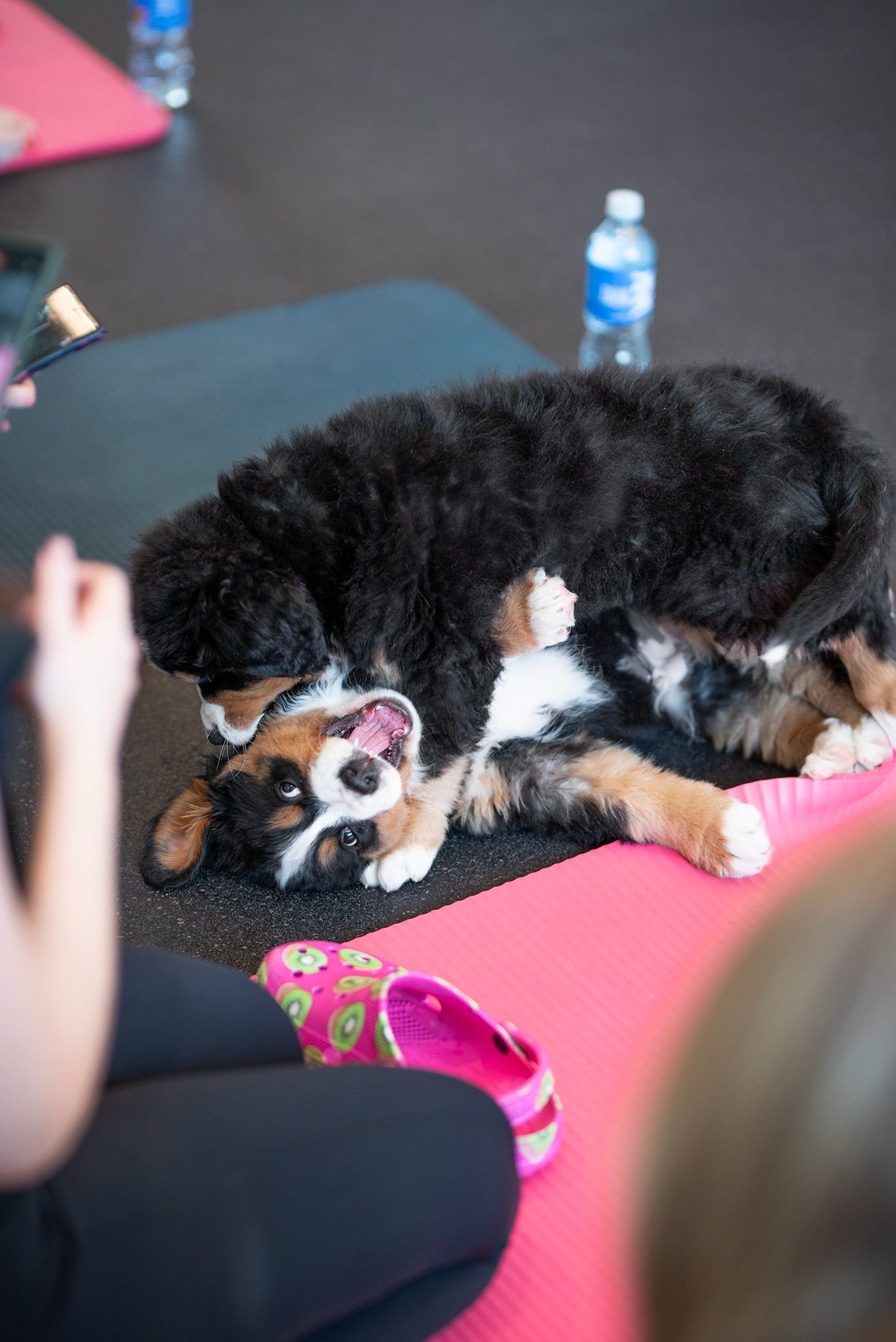 Joga su Berno Zenenhundais Vilniuje