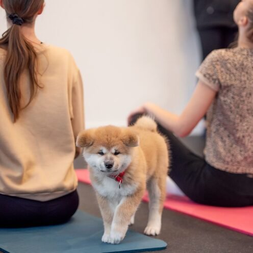 Joga su Japonų akitomis Šiauliuose
