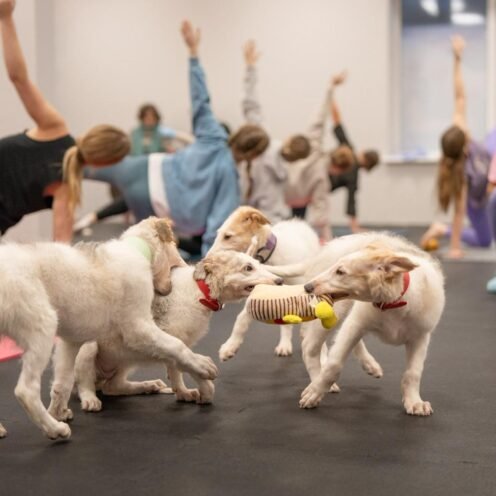 Joga su Rusų kurtais (Borzaja) Vilniuje