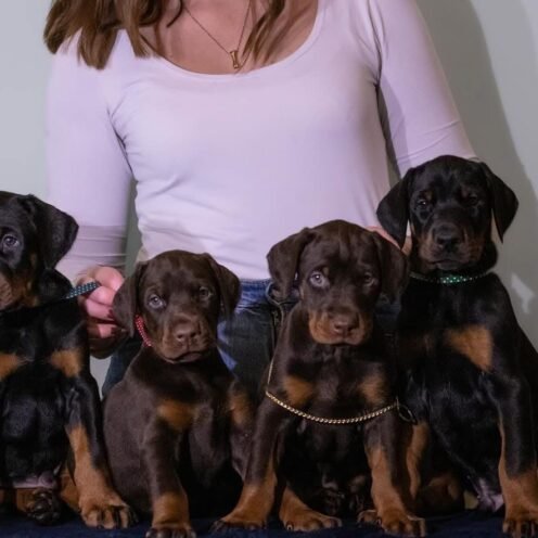 Joga su Dobermanais Vilniuje