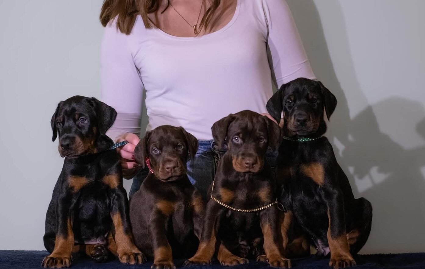 Joga su Dobermanais Vilniuje