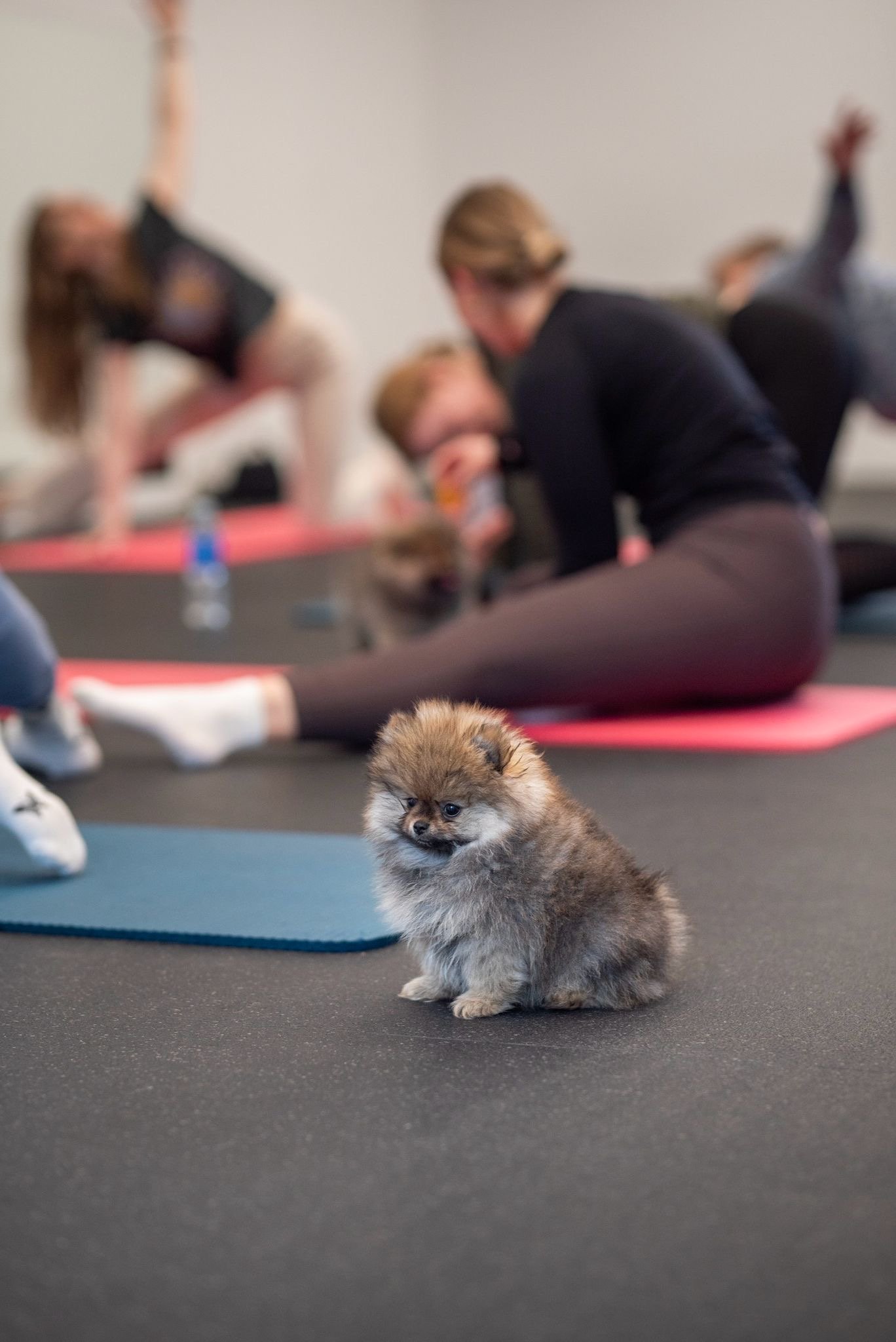 Joga su špicais Vilniuje