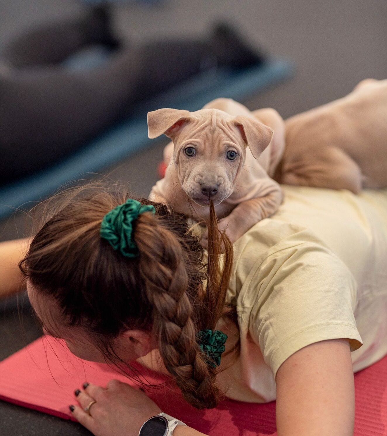 Joga su Tailando ridžbekais Kaune