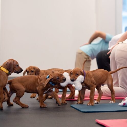 NUOLAIDA Joga su Rodezijos ridžbekais Vilniuje