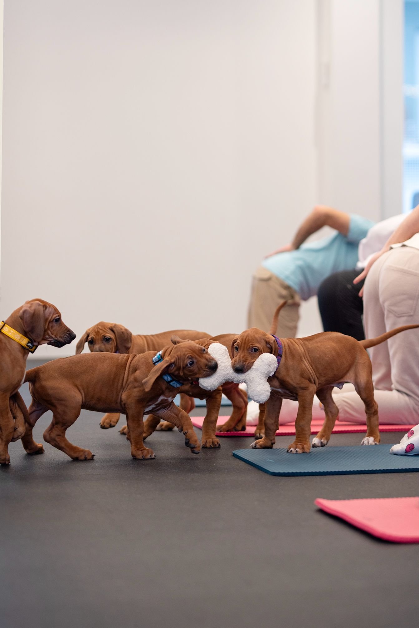 NUOLAIDA Joga su Rodezijos ridžbekais Vilniuje