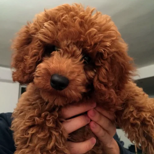 Joga su karališkais pudeliais  Vilniuje