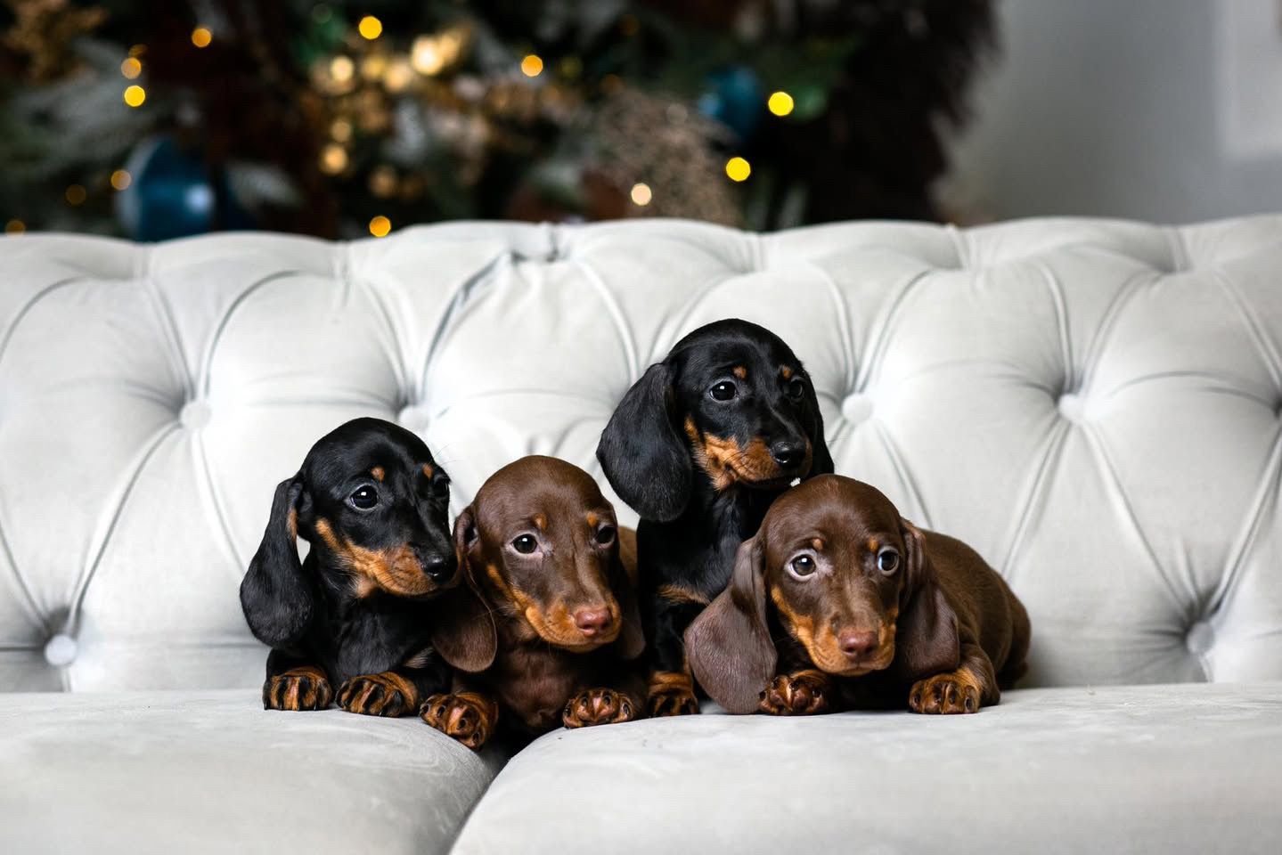 Joga su Taksais Kaune