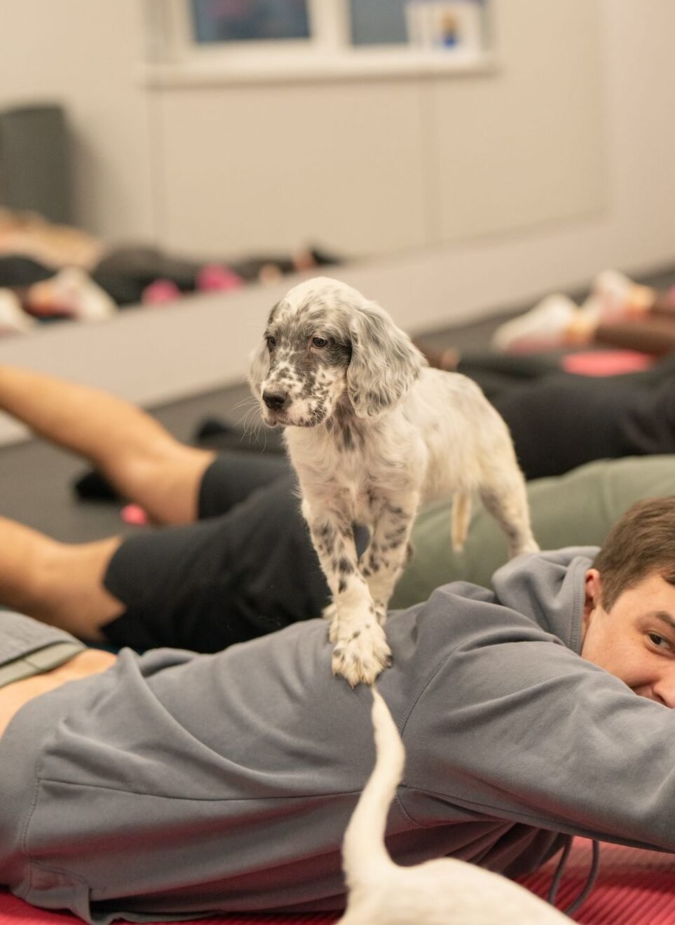 Joga su Anglų seteriais Kaune