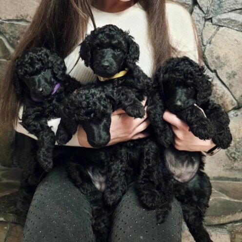 Joga su karališkais pudeliais Kaune