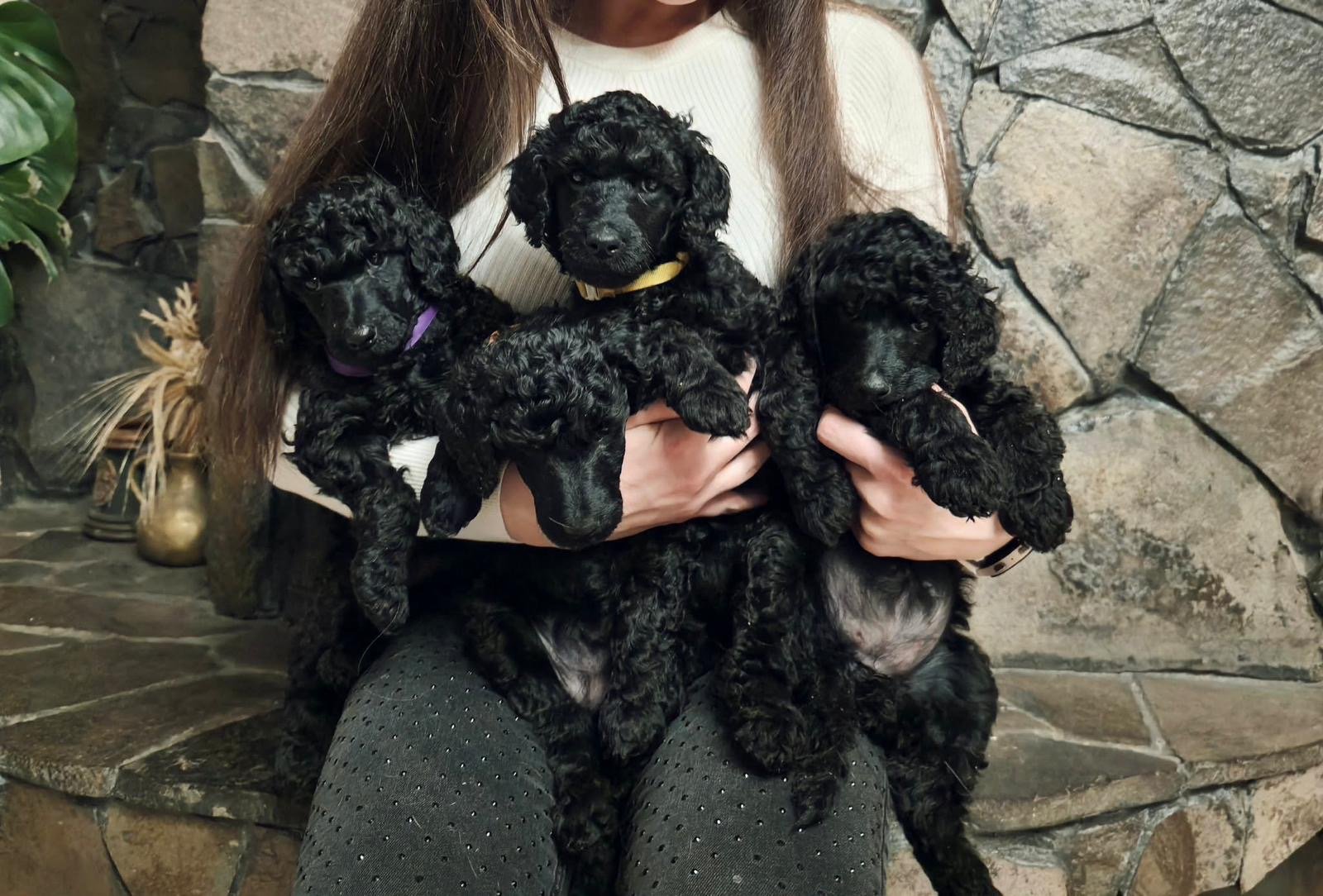 Joga su karališkais pudeliais Kaune