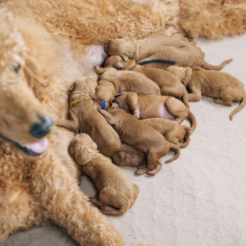 Joga su karališkais pudeliais  Vilniuje