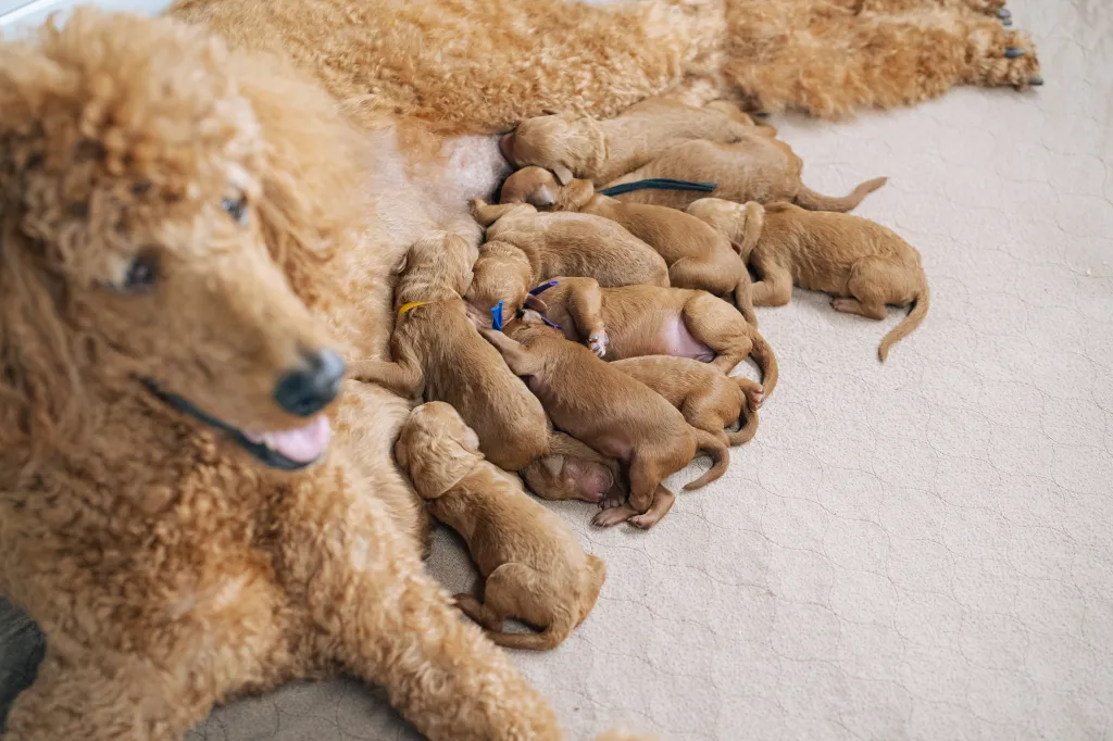 Joga su karališkais pudeliais  Vilniuje