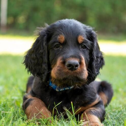Joga su Škotų seteriais Vilniuje