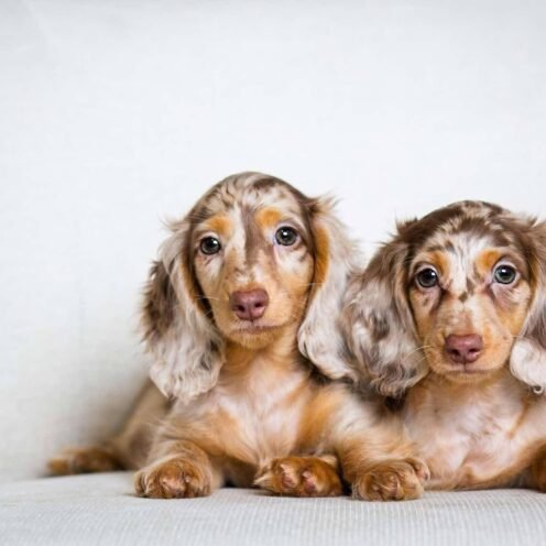 Joga su taksais Vilniuje