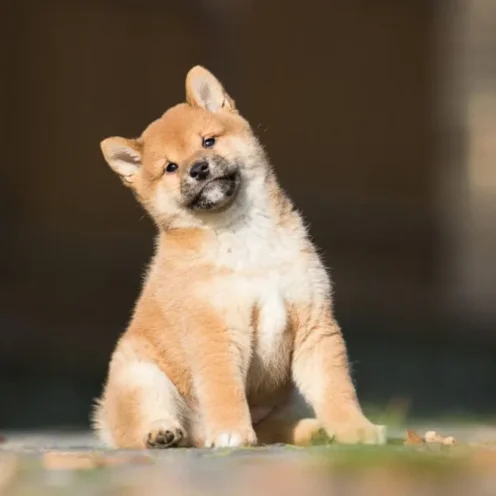 ŠIAULIAI Joga su Shiba inu